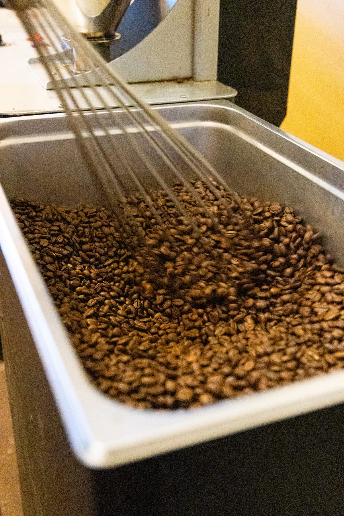 Freshly roasted coffee beans turning in the roaster's cooling tray