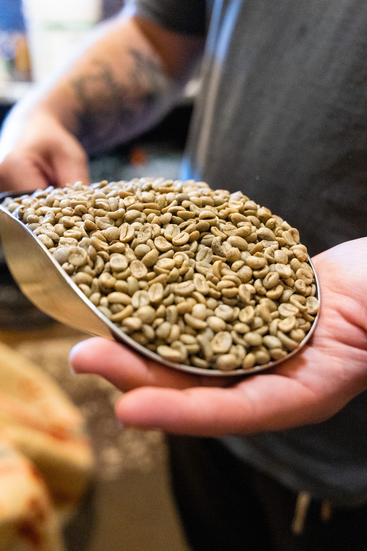 Handful of green coffee beans before roasting