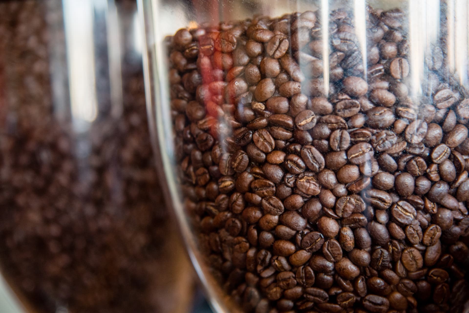 Close-up of freshly roasted coffee beans in a clear grinder hopper